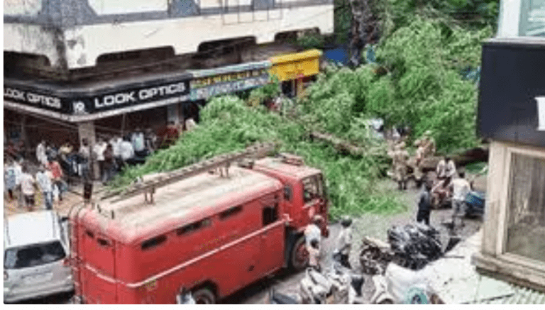 मार्मुगोवा येथील महानगरपालिकेजवळ वृक्ष अचानक कोसळून ६ गाड्या दबल्या