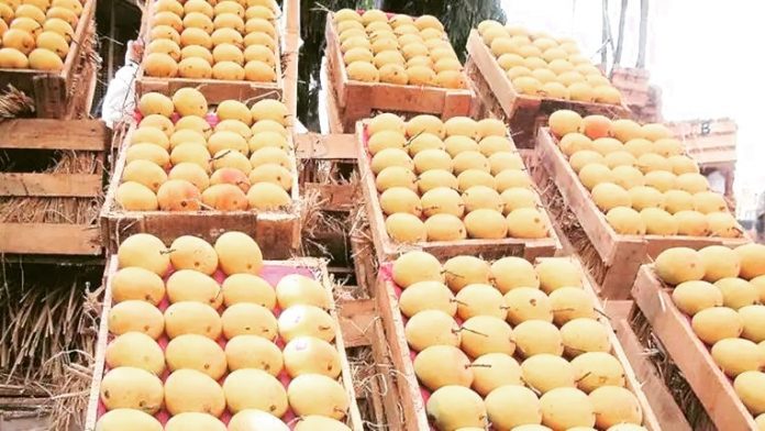 रत्नागिरी जिल्ह्यातून हापूस पेट्या अहमदाबाद मार्केटला रवाना रत्नागिरी जिल्ह्यातून हापूस पेट्या अहमदाबाद मार्केटला रवाना