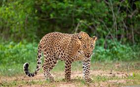 सिंधुदुर्ग : मौजे चैकुळ भागात हिंस्त्र प्राण्यांचा वावर;वनविभागाचा सावधगिरीचा इशारा