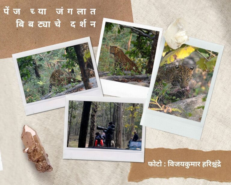 पेंज च्या जंगलात बिबट्याचे दर्शन