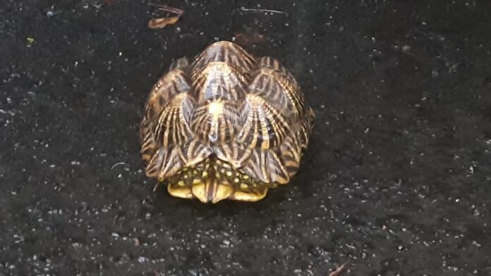 दैनिक सिंधुदुर्ग समाचार