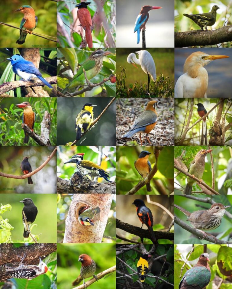 पक्षी निरीक्षण उपक्रमात मिळालेल्या पक्षांची छायाचित्रण काढण्यात आले.