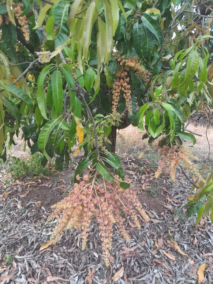 आंबा पिकाची काळजी घेण्यासाठी उपाययोजना