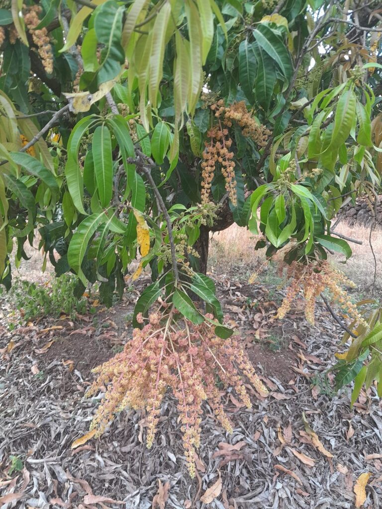 आंबा पिकाची काळजी घेण्यासाठी उपाययोजना