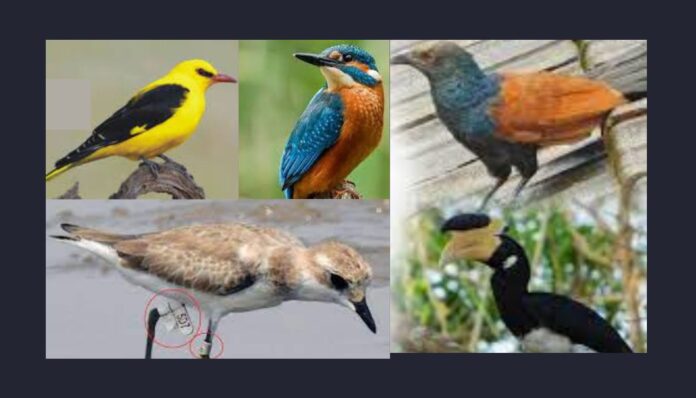 दैनिक सिंधुदुर्ग समाचार (2) सिंधुदुर्ग येथे पक्षी संशोधन केंद्र सुरु करणार मोरांचा ठेपा - पक्षी संशोधक सूर्यकांत खंदारे