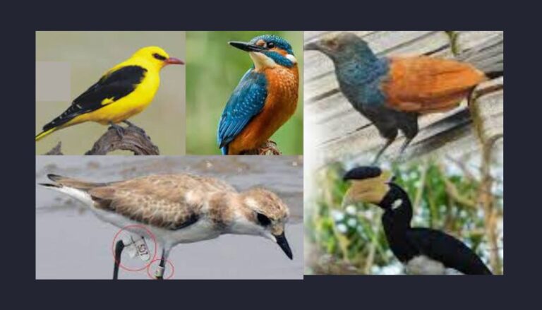 सिंधुदुर्ग येथे पक्षी संशोधन केंद्र सुरु करणार मोरांचा ठेपा - पक्षी संशोधक सूर्यकांत खंदारे