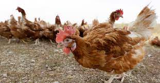 कोरोनाच्या संकटात बर्ड फ्लूचा कहर ; केरळ राज्यात १८०० हून अधिक कोंबड्यांचा मृत्यू