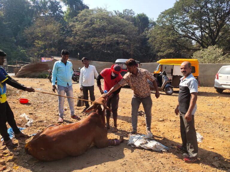 संगमेश्वरात भरधाव ट्रकची बैलाला धडक