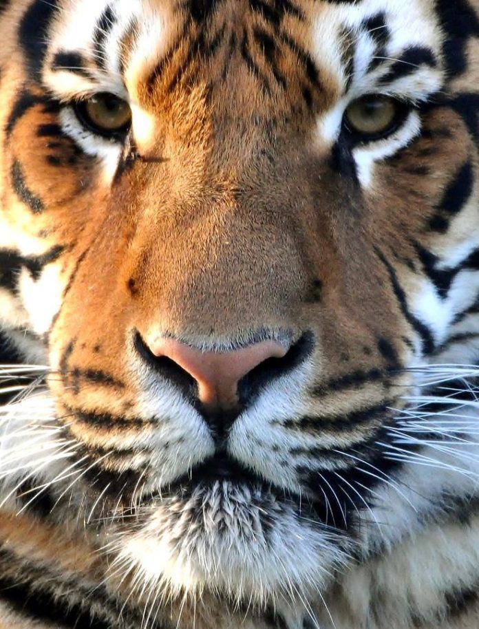 bibta बिबटा