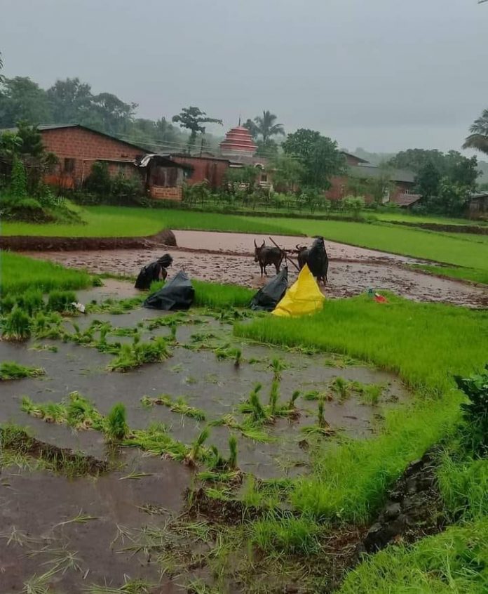मोर्लेत हत्तींकडून धुमशान शेतकऱ्यांचे नुकसान