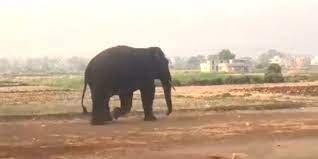 देश-विदेश : बेळगाव शहराजवळ हत्तीचे दर्शन