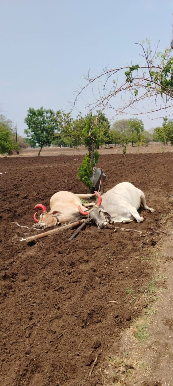 विजेच्या धक्क्याने मृत्युमुखी ,