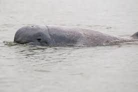 dolphin डॉल्फिनच्या मायेपुढे समुद्रही थांबला; पिल्लासाठीचा केविलवाणा संघर्ष डोळे पाणावणारा