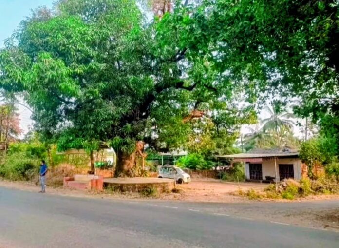 फोंडाघाटचा श्वास कापला जातोय का? शेकडो वर्षांचा ‘किरमँगो’ वारसा विकासाच्या करवतीखाली!