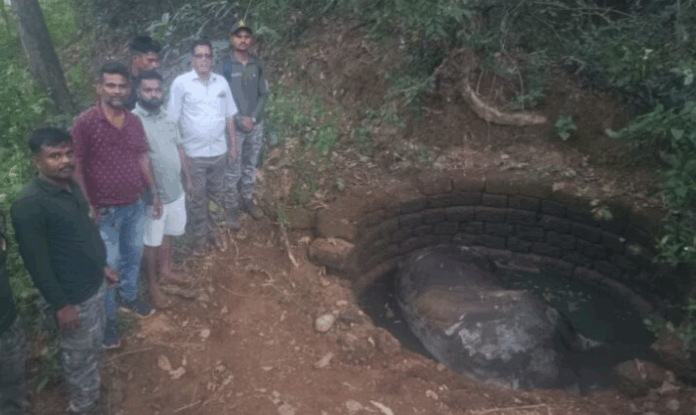 दोडामार्ग तालुक्यात जंगली गवारेड्याचा विहिरीत पडून मृत्यू