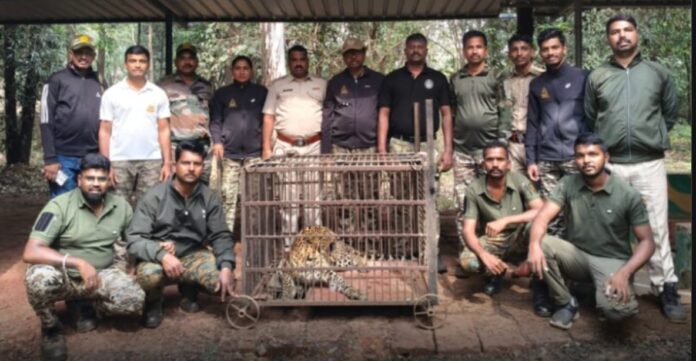 फासकीत अडकलेला बिबट्या खारेपाटणमध्ये जेरबंद