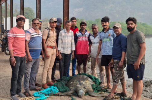 बागमांडला येथे दुर्मीळ नर ग्रीन सी कासव आढळले बागमांडला येथे दुर्मीळ नर ग्रीन सी कासव आढळले