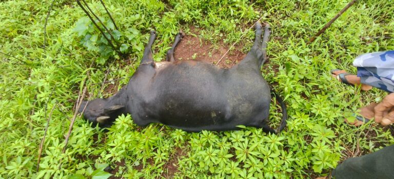 तुटलेल्या वीजवाहिनीचा करंट; दोन गाभण गाईंचा जागीच मृत्यू