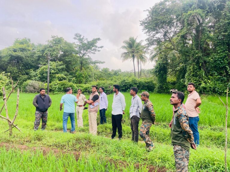 बुधवळेतील वन्यप्राण्यांच्या उपद्रवाची वनविभागाकडून तात्काळ दखल