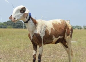 ‘माडग्याळ’ मेंढीला स्वतंत्र प्रजातीचा दर्जा