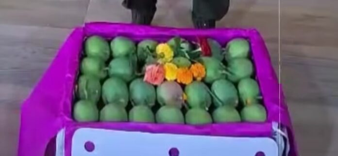 संकष्टीच्या मुहूर्तावर देवगड हापूसची पहिली पेटी वाशी मार्केटला रवाना